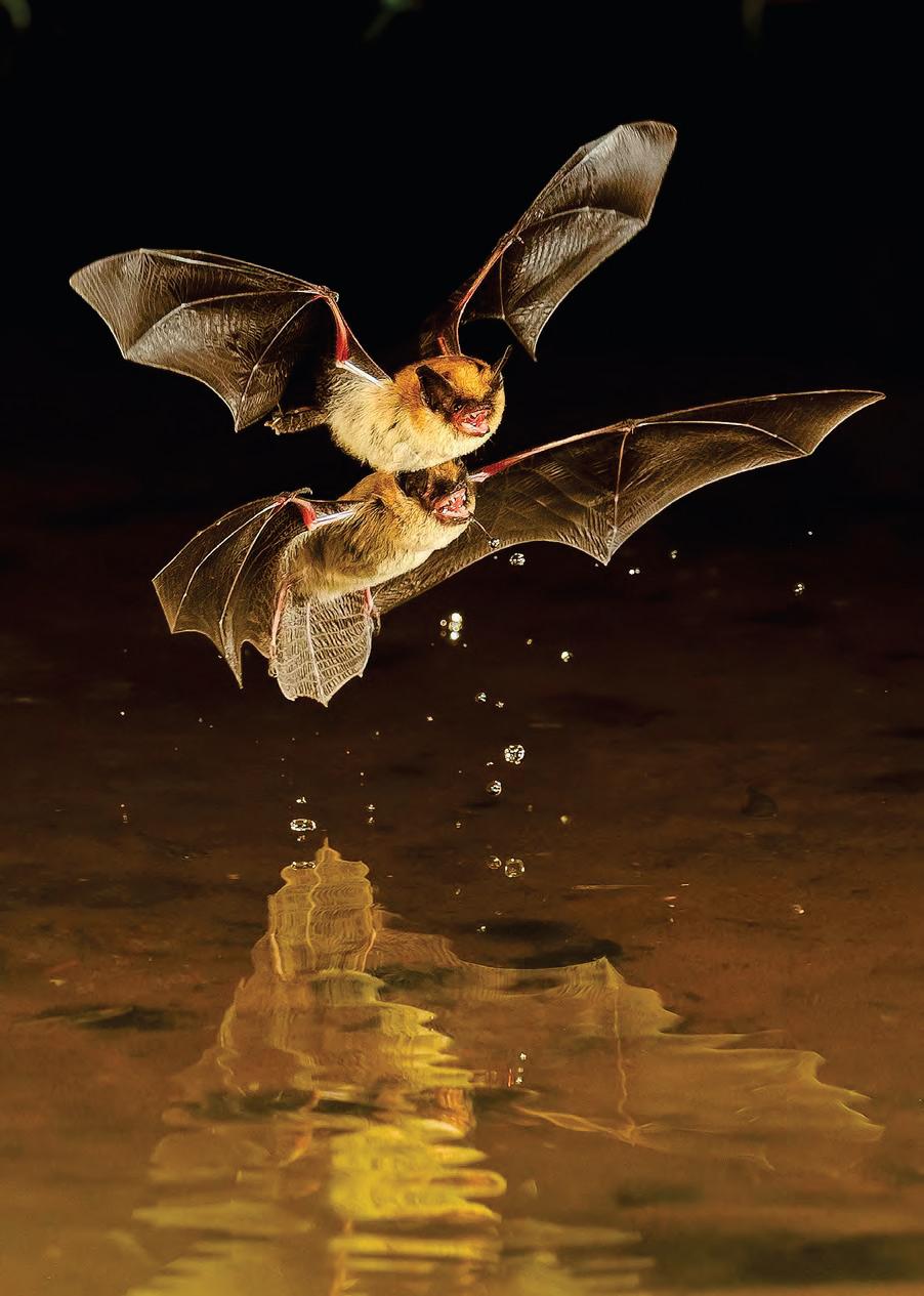 Better Off with Bats