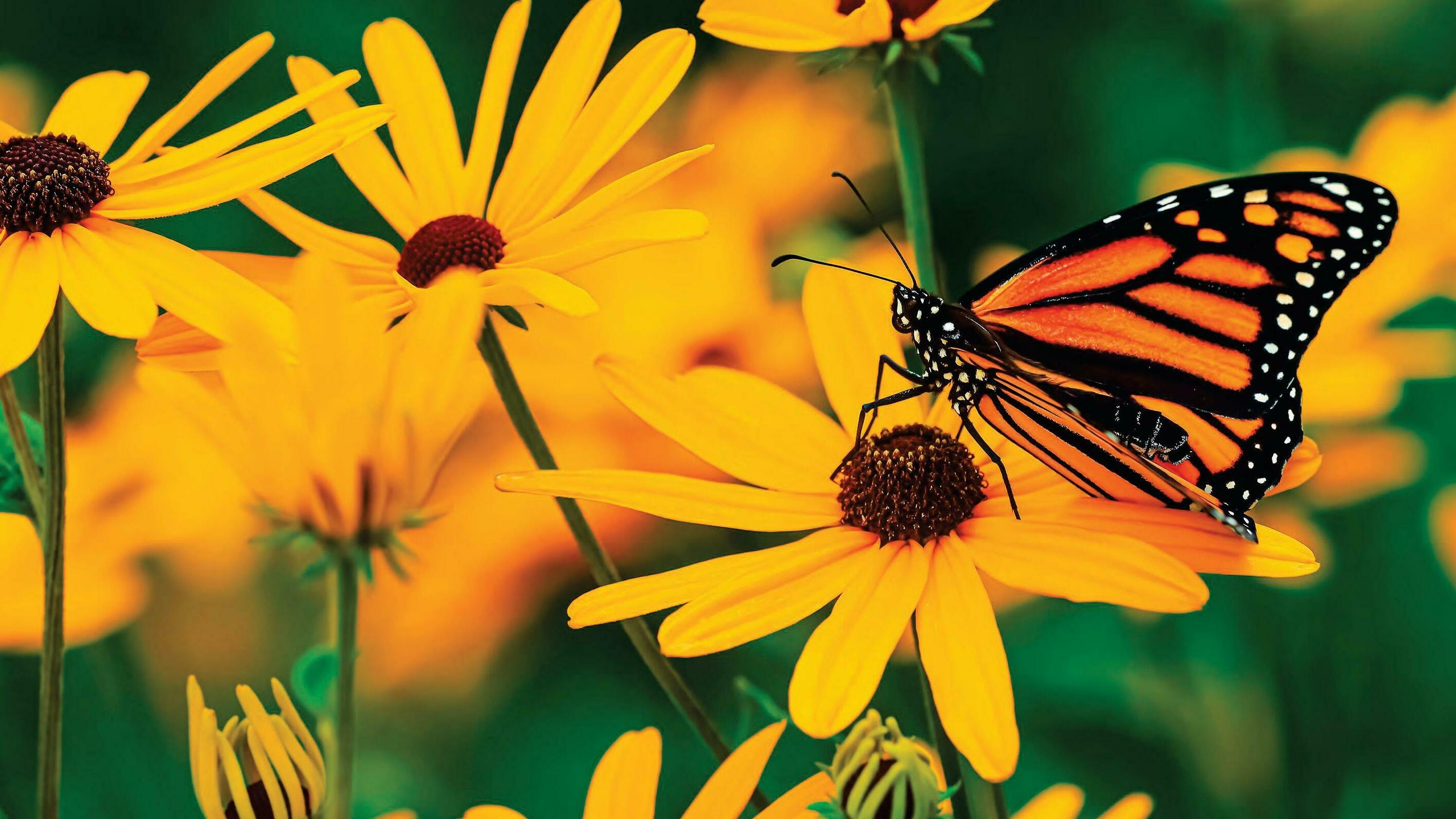 EASY. BREEZY Black-Eyed Susans