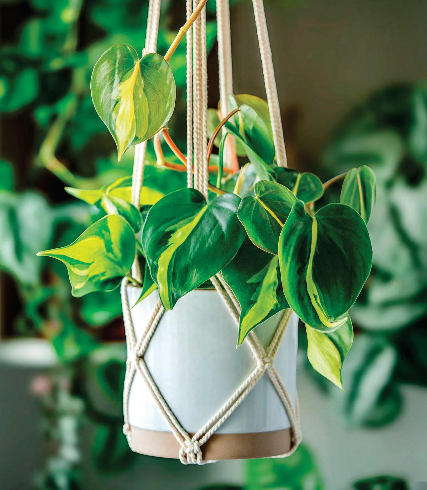 Trailing Houseplants