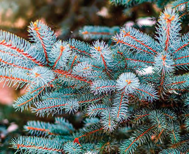 It's All in the Needles