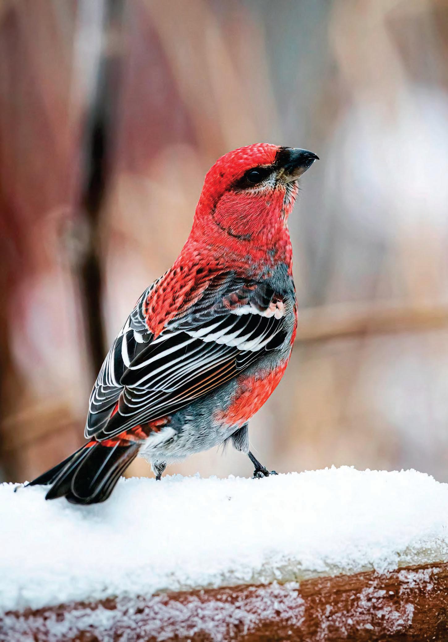 Winter Gems