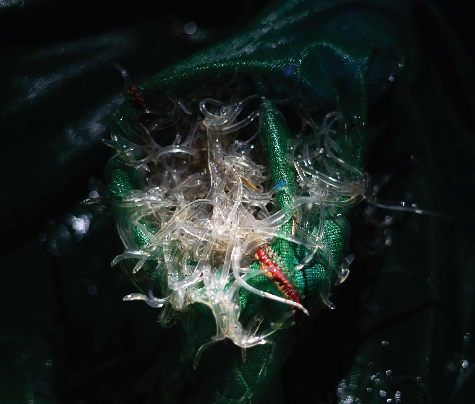 The Fight Over Canada's Most Valuable Fish