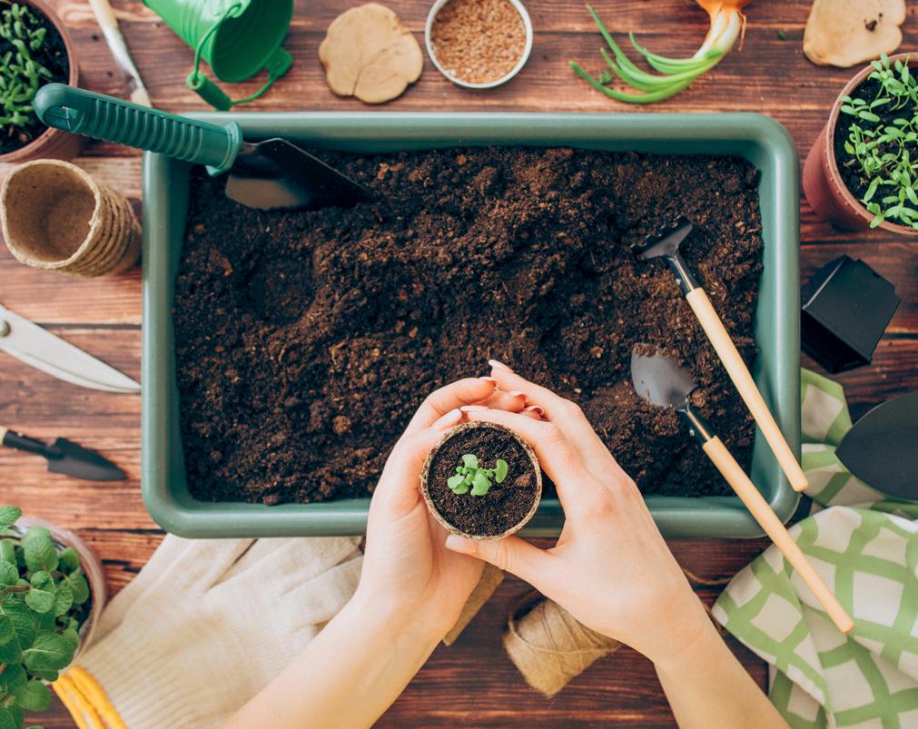 Vegetable patches IN SMALL SPACES