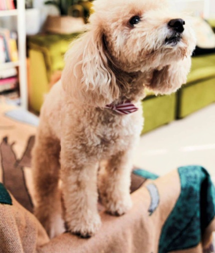 Furry favourites PAMPER YOUR PET