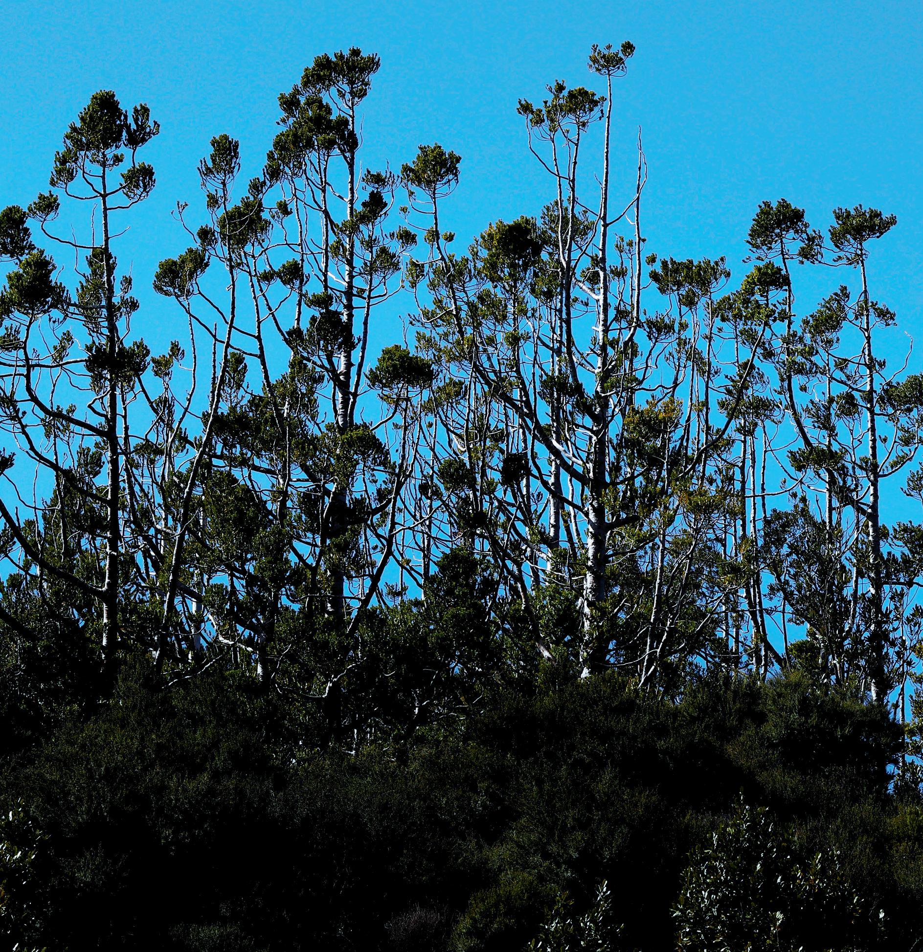Beetles bear brunt of forest slump