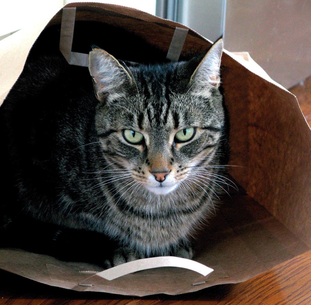 What the cat brought in