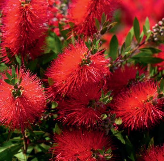 The constant gardener