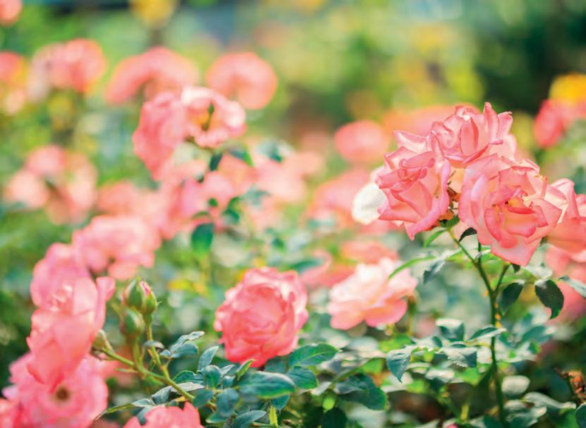 The constant gardener