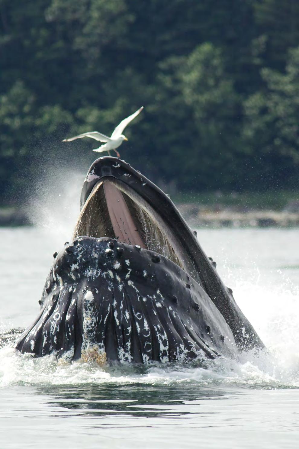 DECODING THE HUMPBACK BUBBLE RING