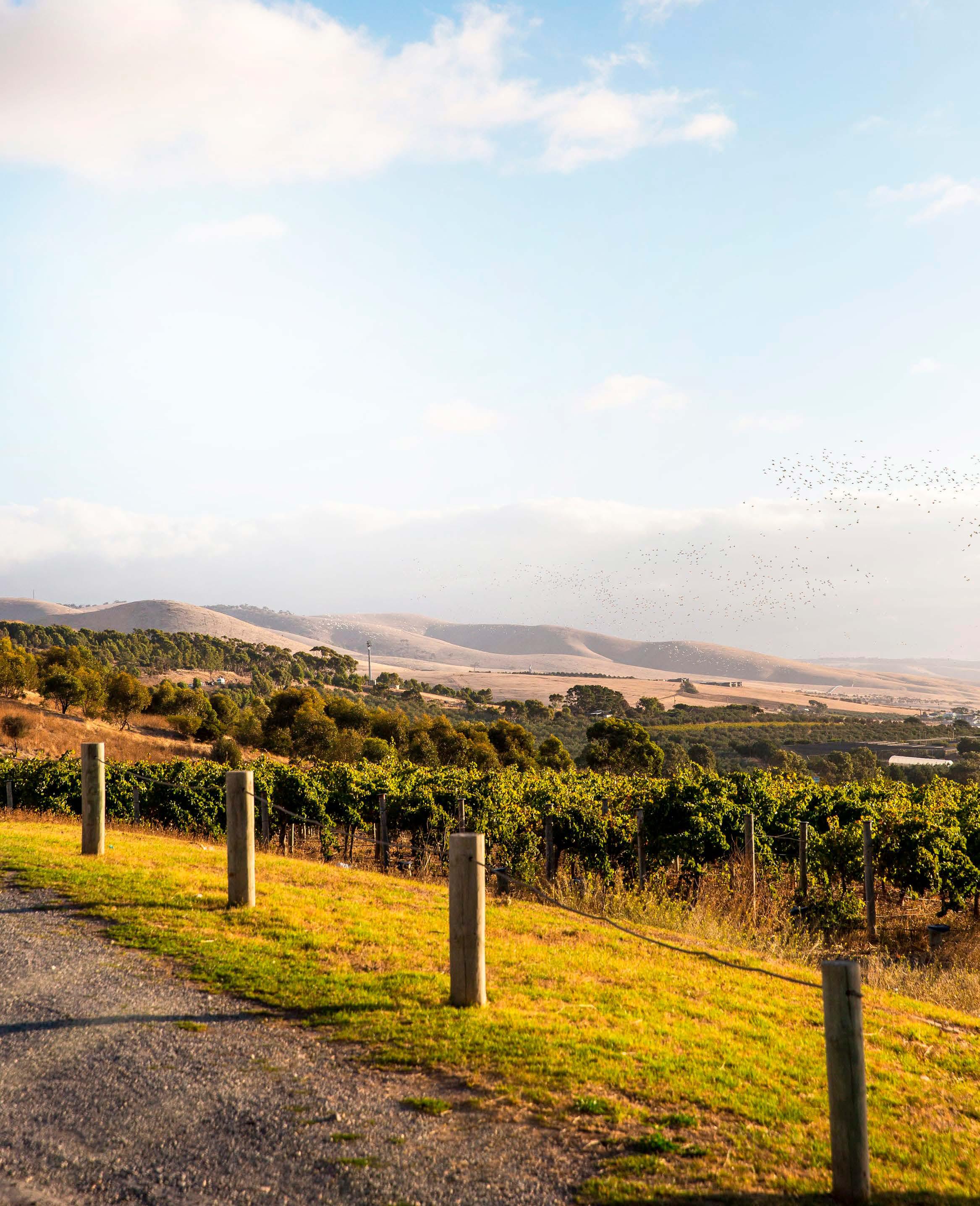 MCLAREN VALE