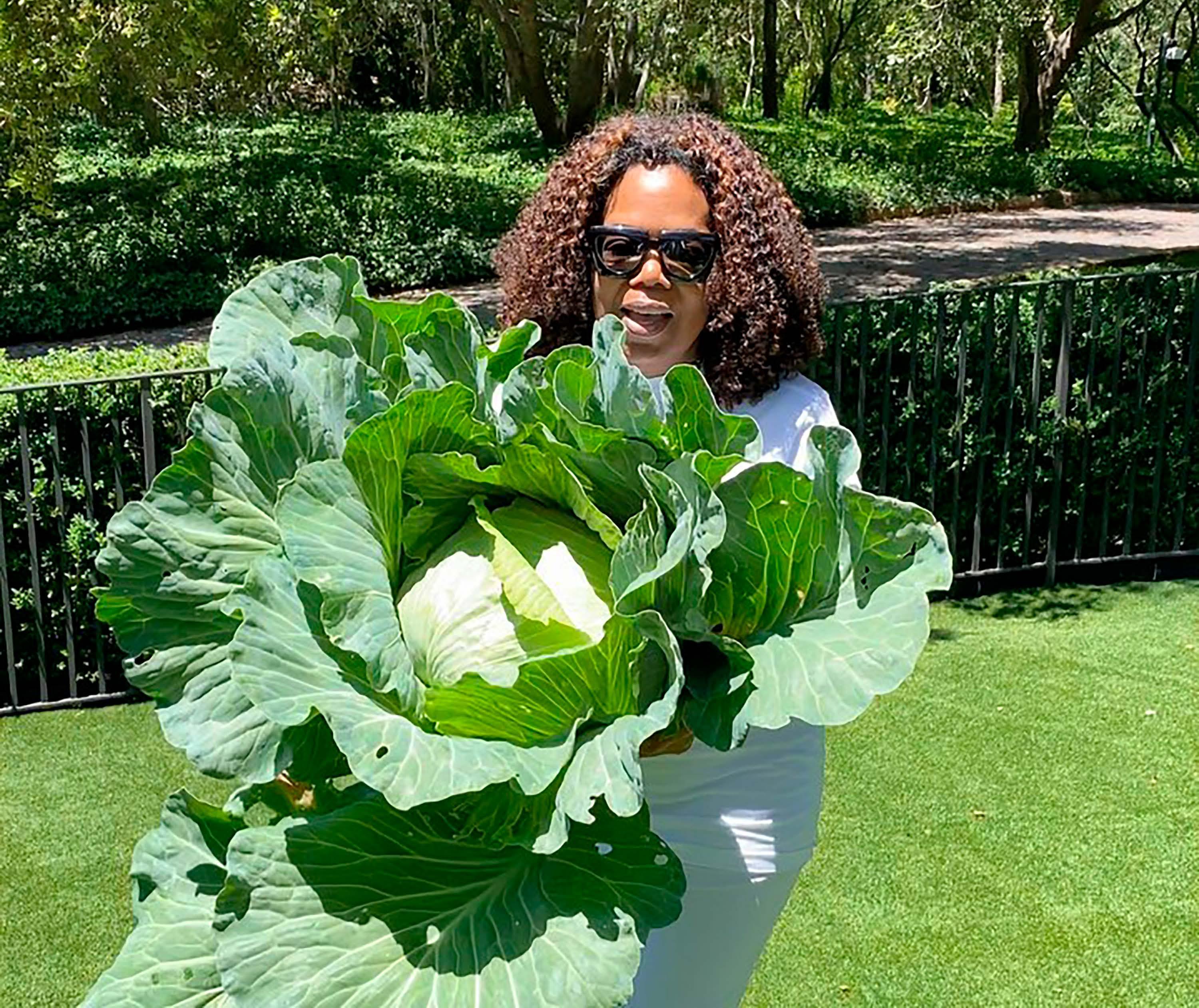 The cabbage COMEBACK