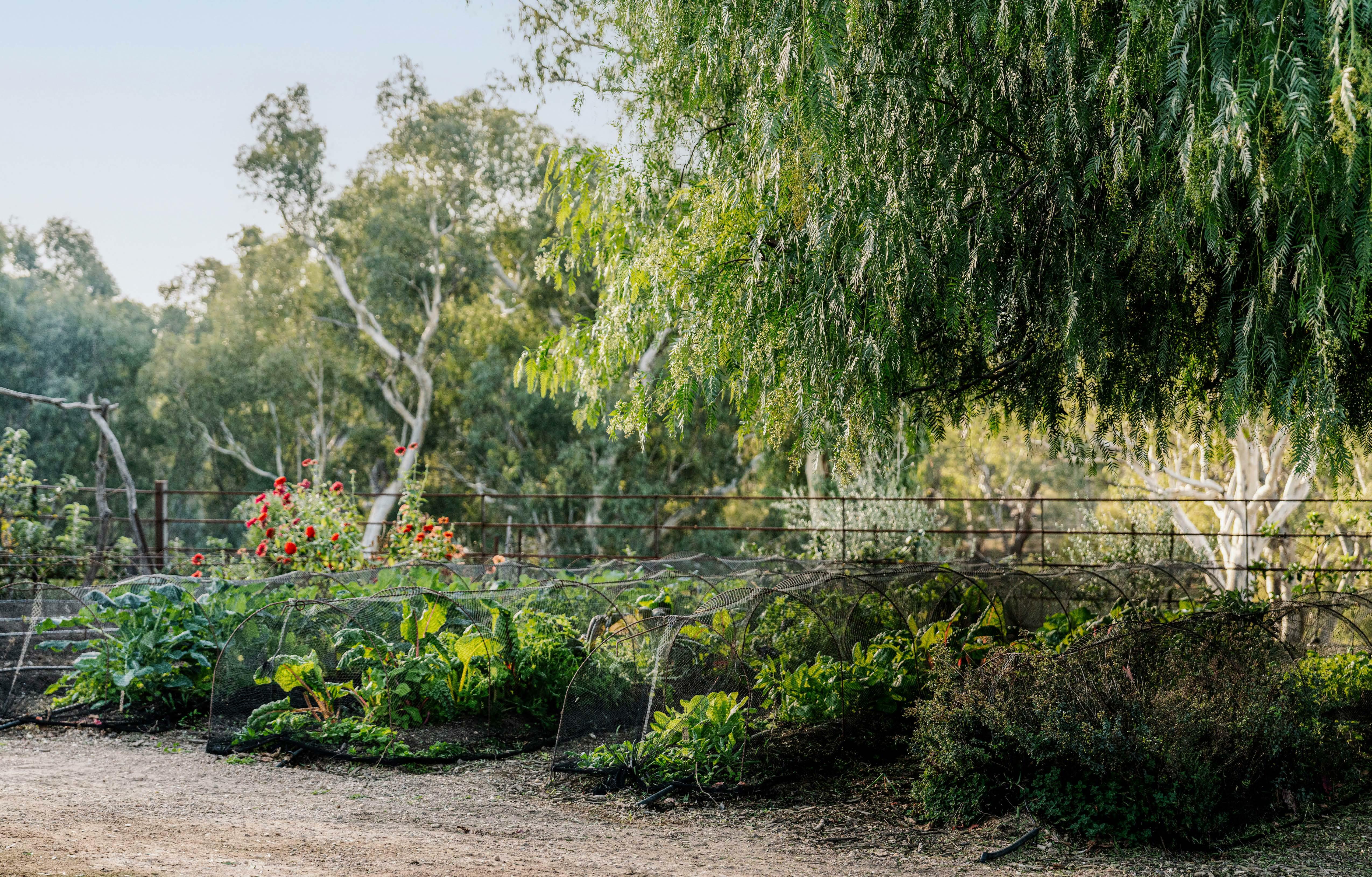 BUSH THERAPY