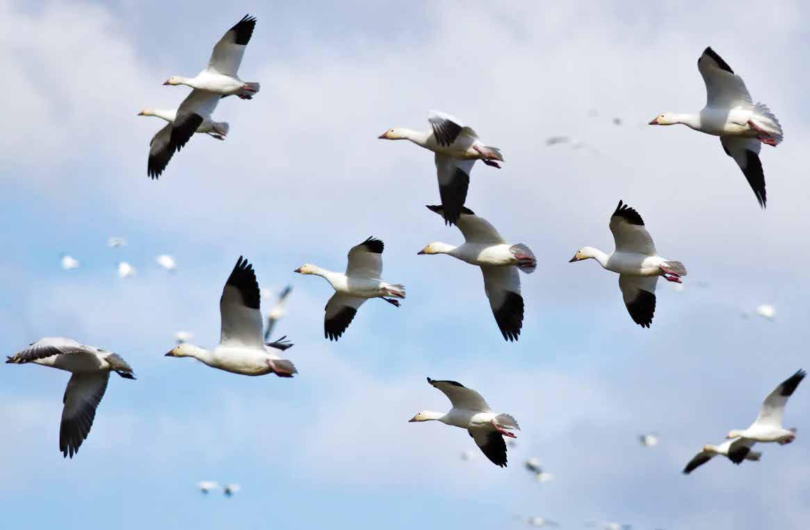 omy PURE INDEPENDENCE