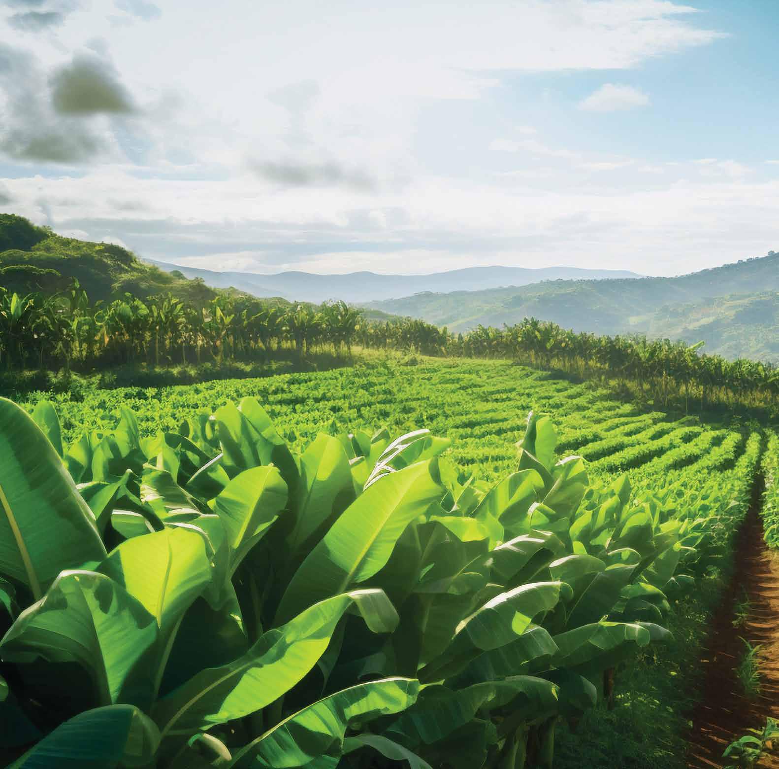 THE RISE OF AGROCHEMICAL INDUSTRY India
