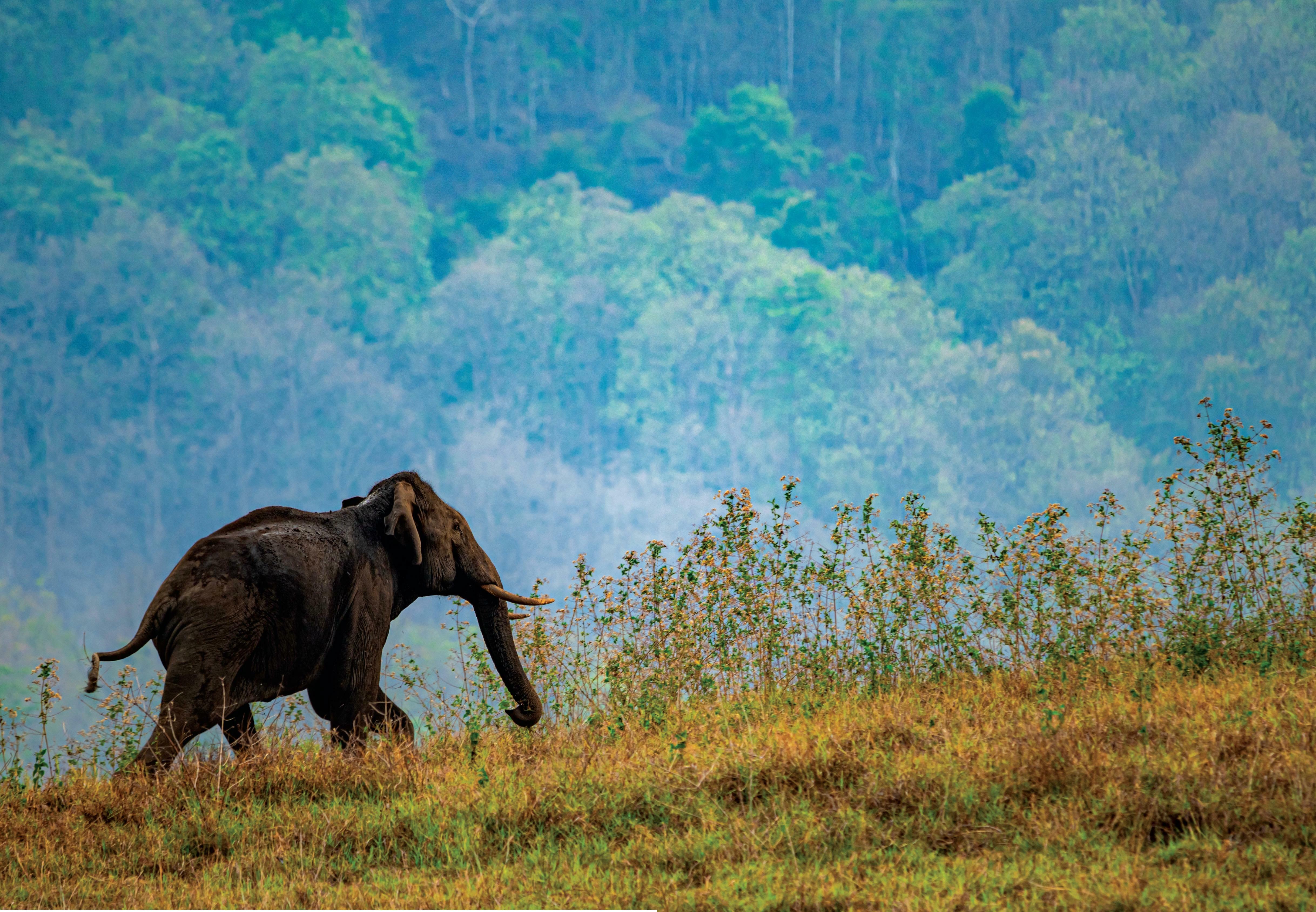 Jungle Book - 5 selected wildlife sanctuaries of India