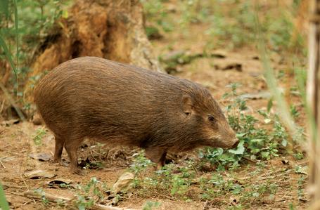 Pygmy hog