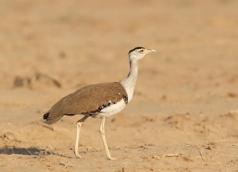 Great Indian Bustard