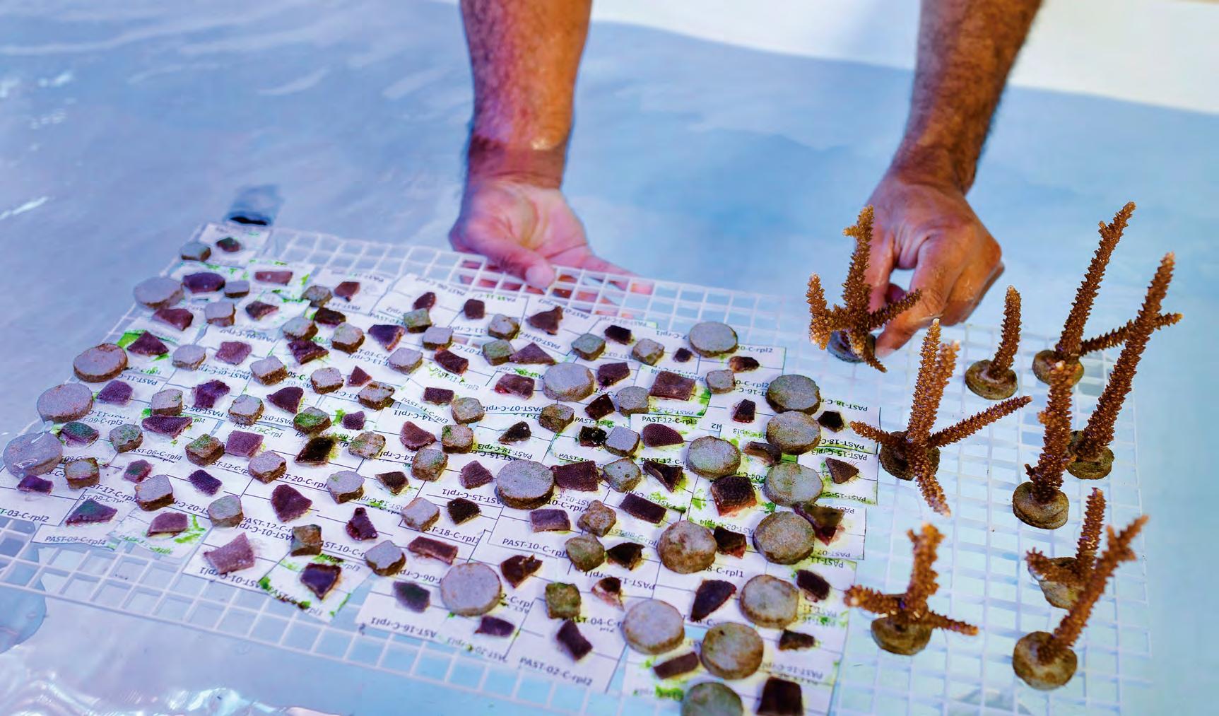 PROTECCIÓN DE LOS ARRECIFES DE CORAL