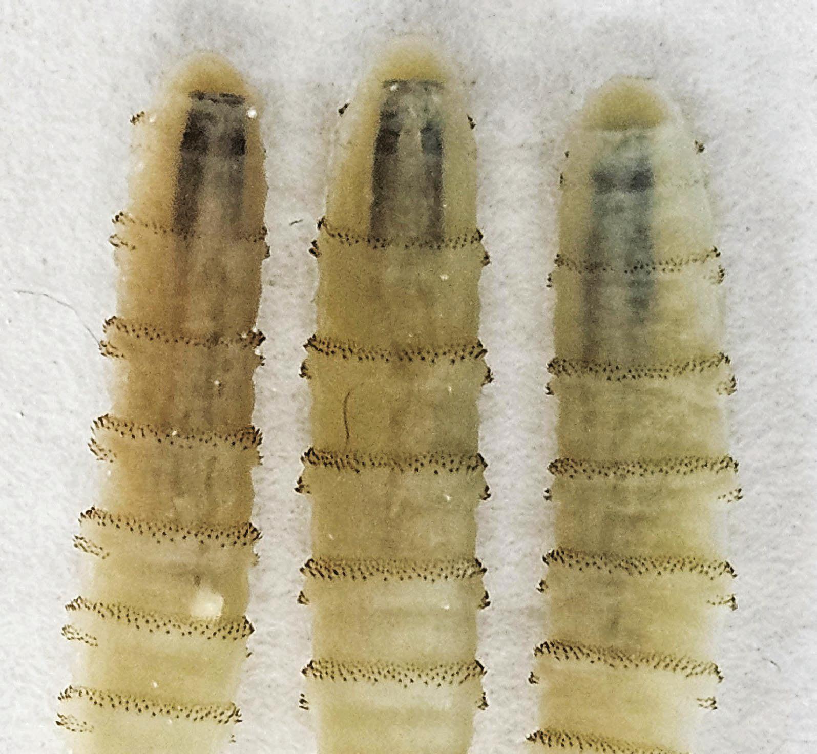 The US reports its first New World parasitic screw worm infection in decades