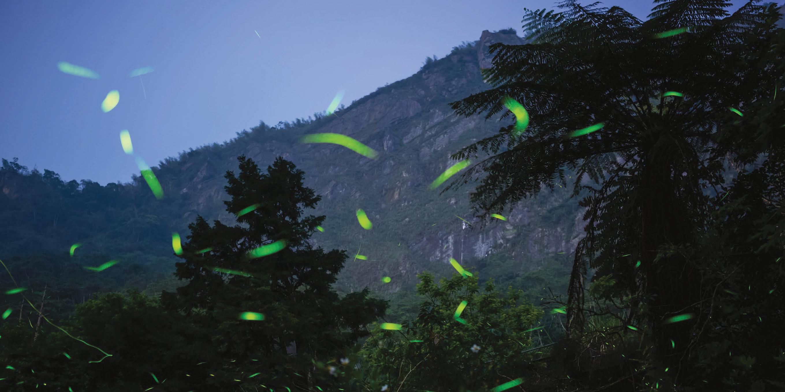 Spiders keep fireflies as glowing prisoners that draw more prey to their webs