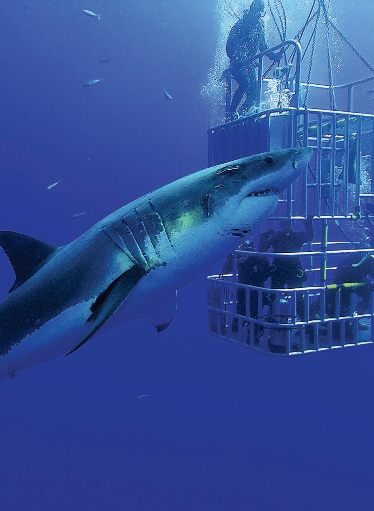 When did we first cage dive with sharks?