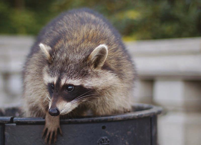 Human refuse is ‘kick-starting’ the domestication of raccoons