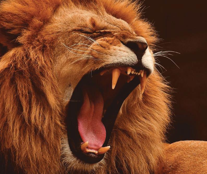 Scientists discover a new type of lion roar