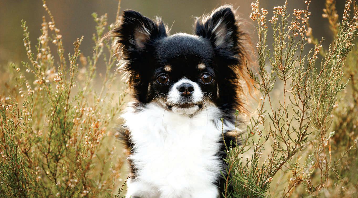 Most modern dogs have wolf DNA