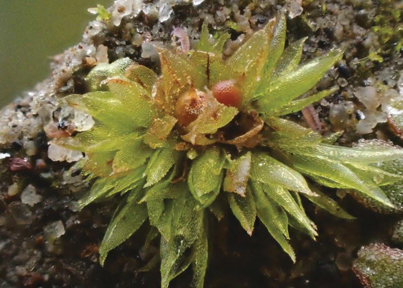 Moss survived for nine months on the outside of the International Space Station