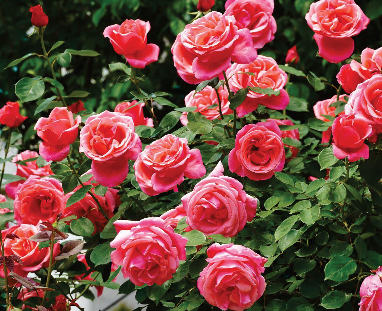 HOW THE ROSE LOST ITS SCENT