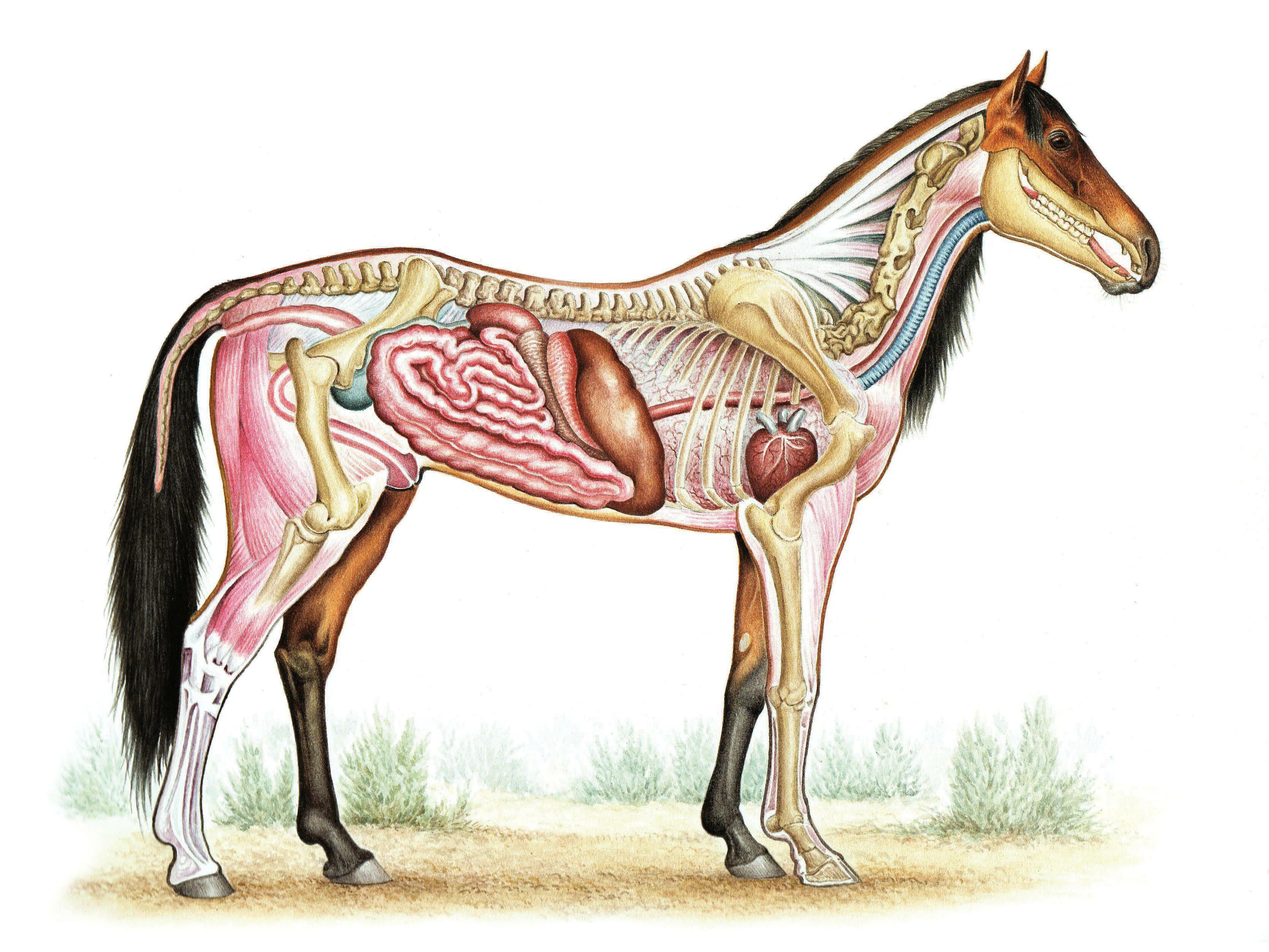 HORSE ANATOMY EXPLAINED