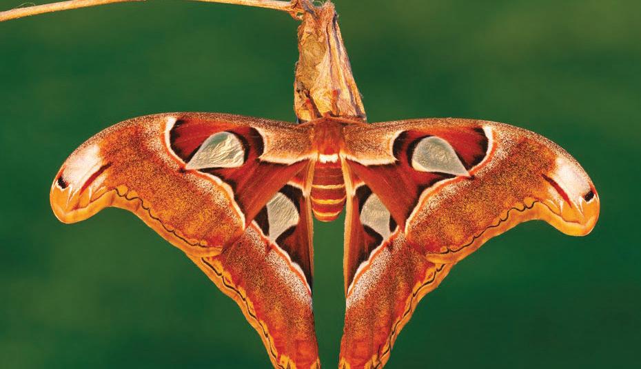 WHAT HAPPENS INSIDE A COCOON?
