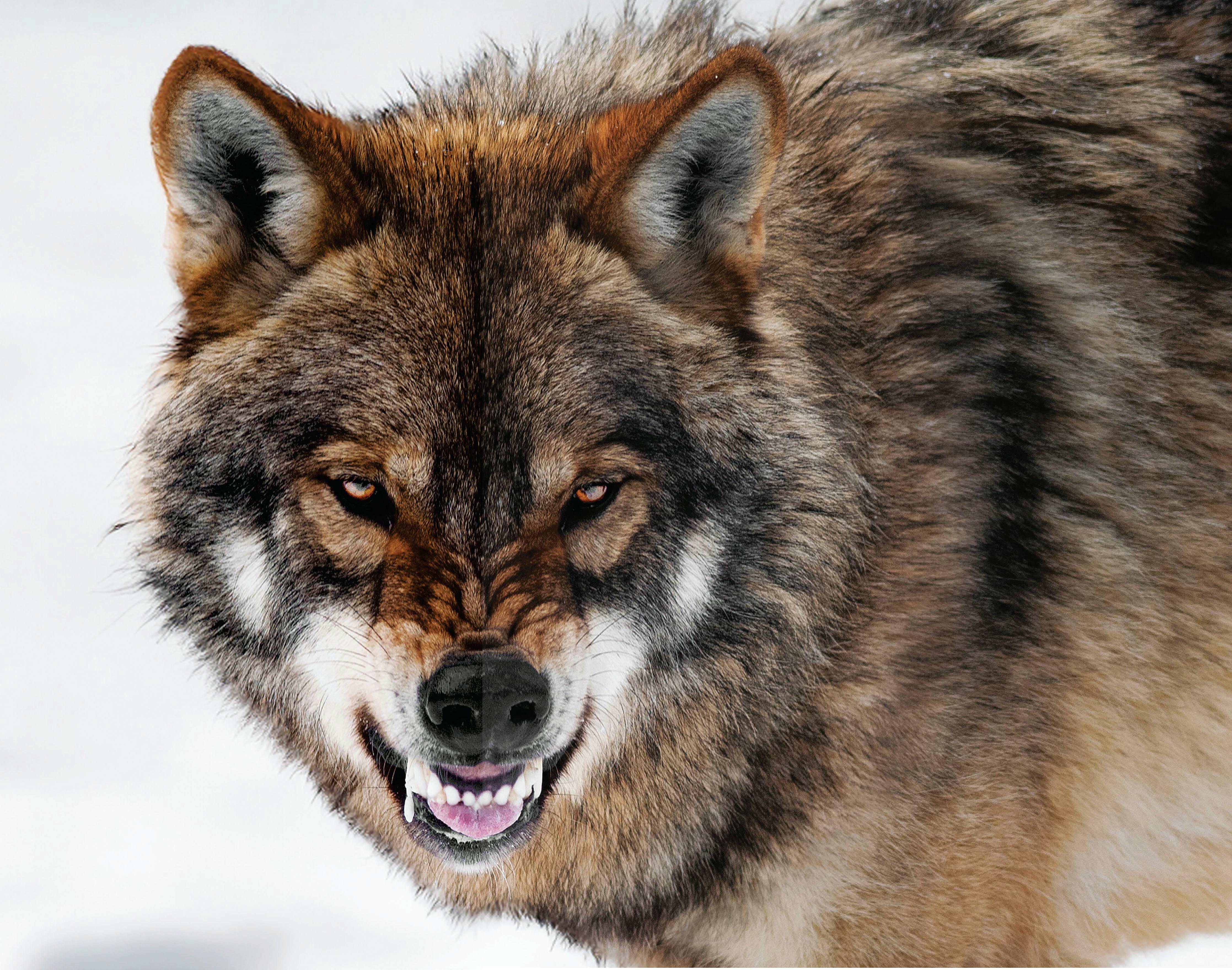 THE DEADLIEST ANIMALS ON EARTH