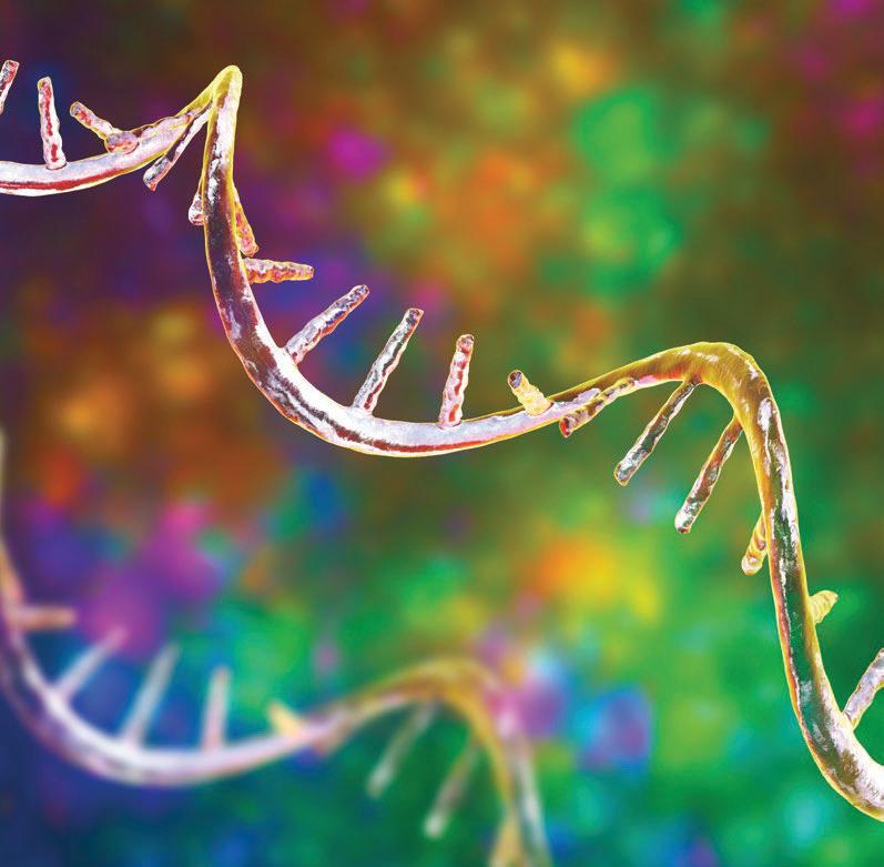 EXPERIMENTAL TREATMENT COUNTERS IMMUNE CELL AGEING IN MICE