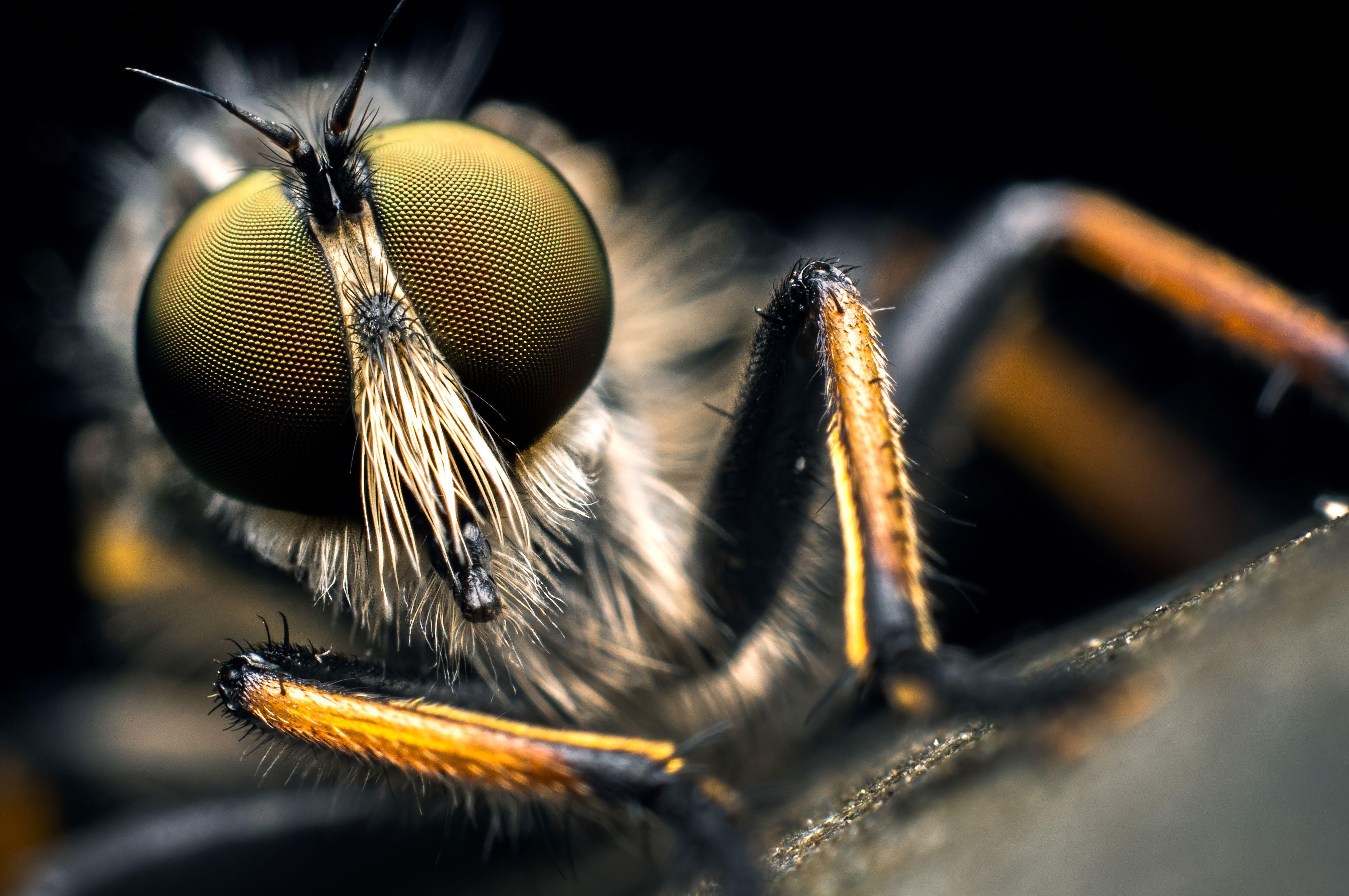 FIELD MACRO PHOTOGRAPHY TECHNIQUES