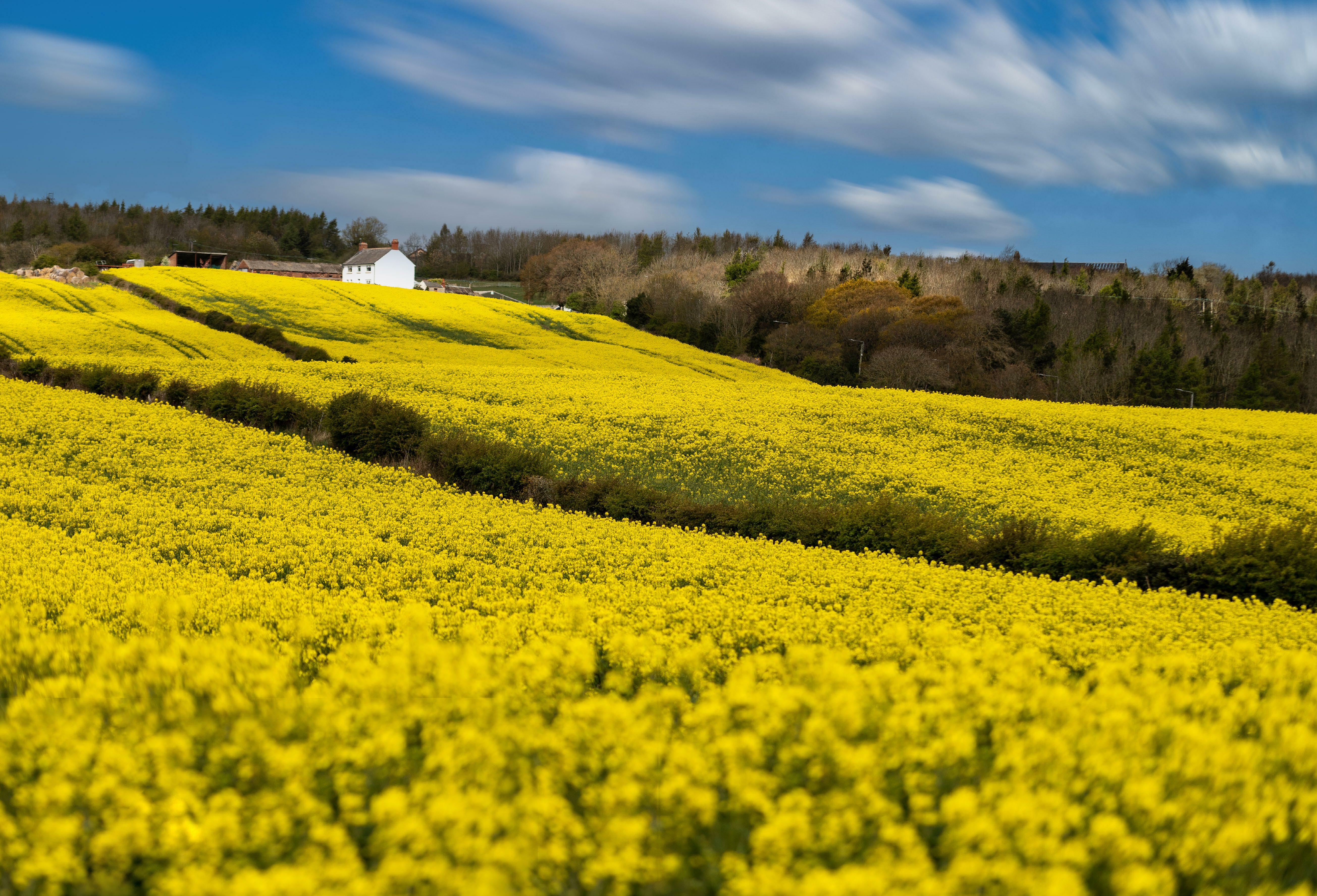 LIVING LANDSCAPES