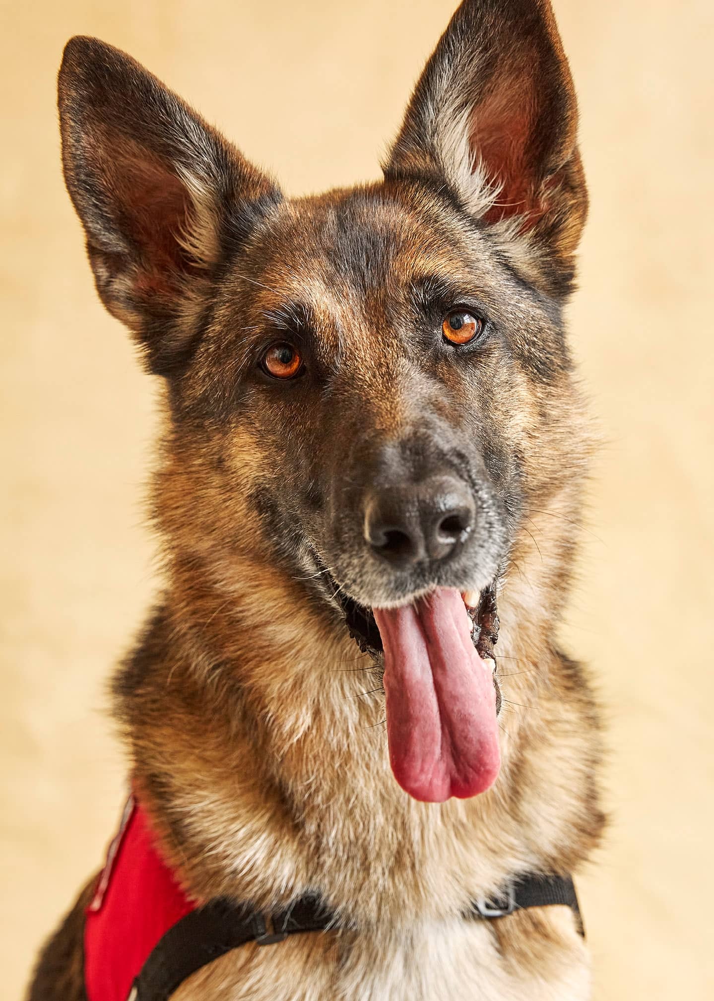 &iquest;Podr&iacute;a este PERRO saber si tienes C&Aacute;NCER?