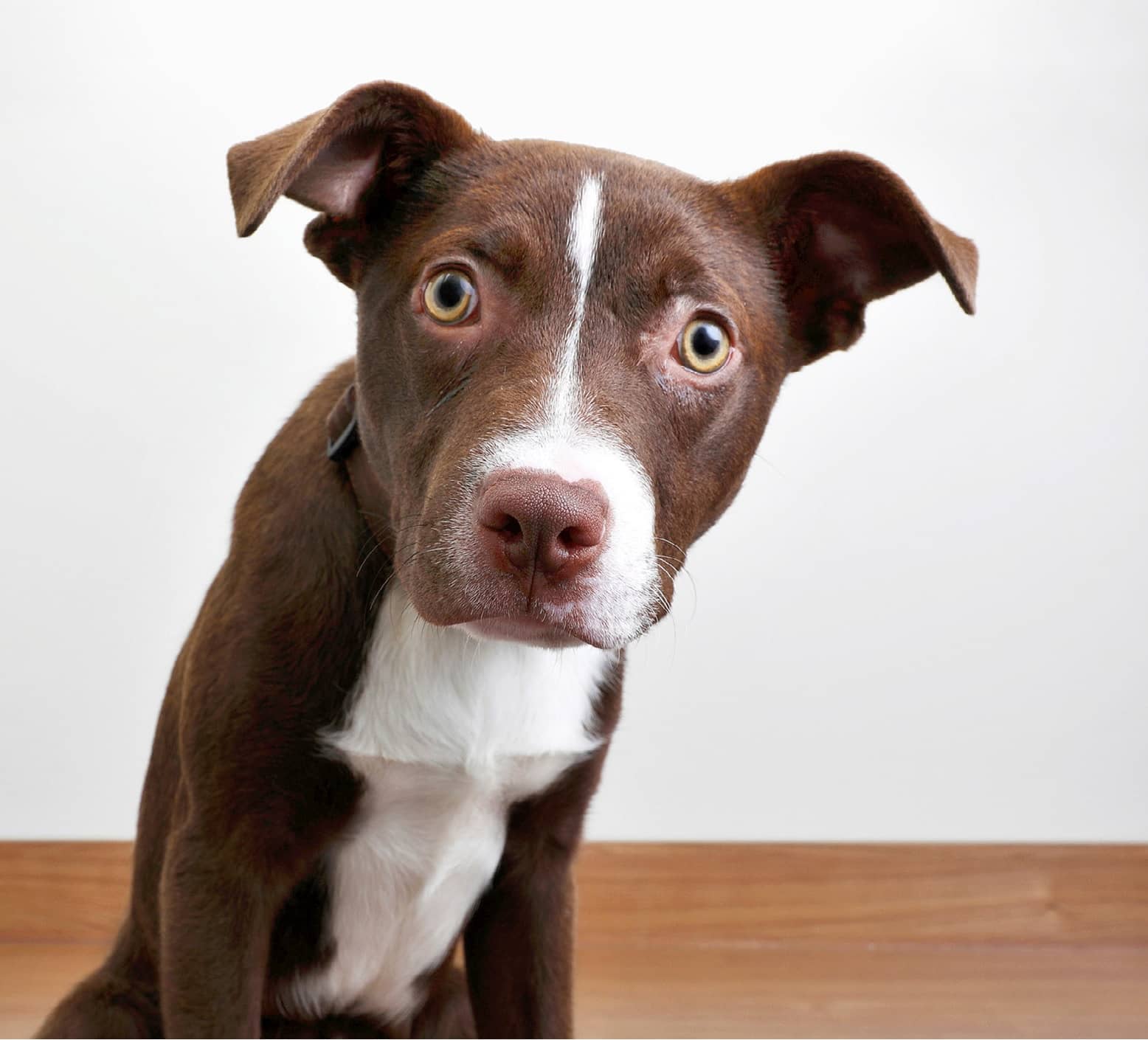 &iquest;Por qu&eacute; hace eso mi perro?