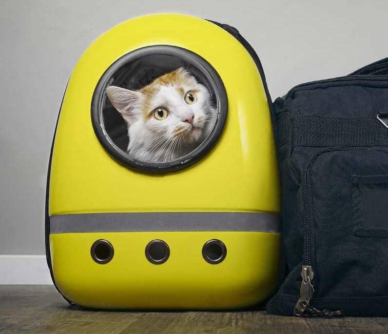 Viajar con mascotas