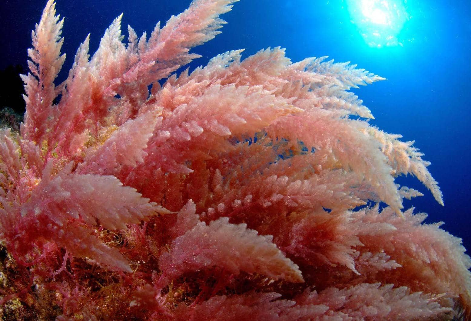 LA SOLUCI&Oacute;N DE LAS ALGAS MARINAS