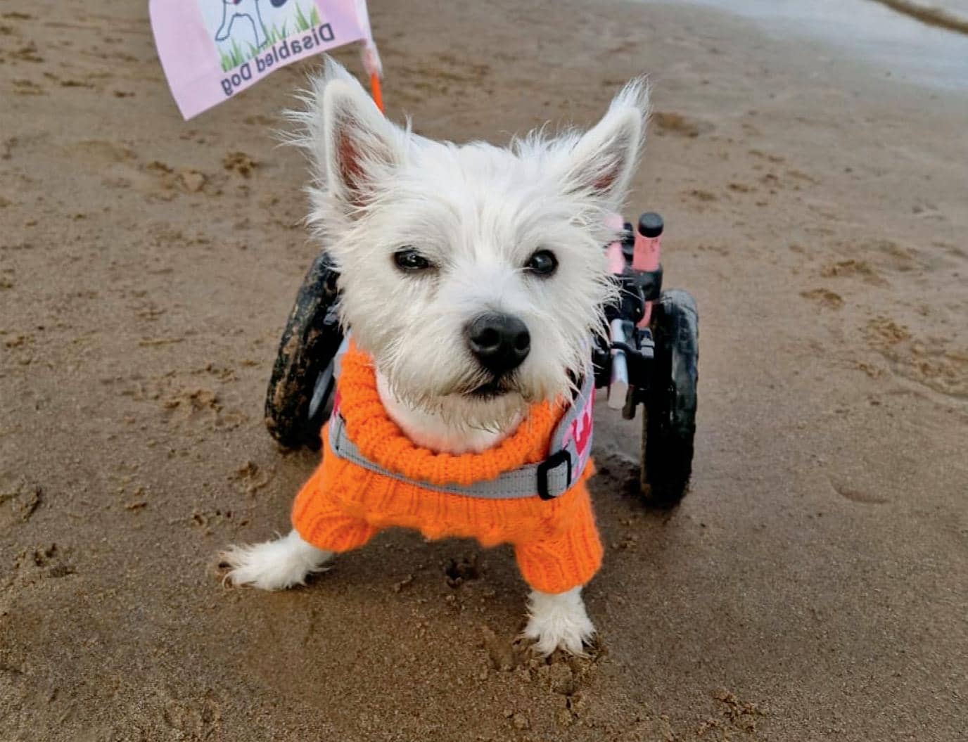 Mascotas sobre ruedas