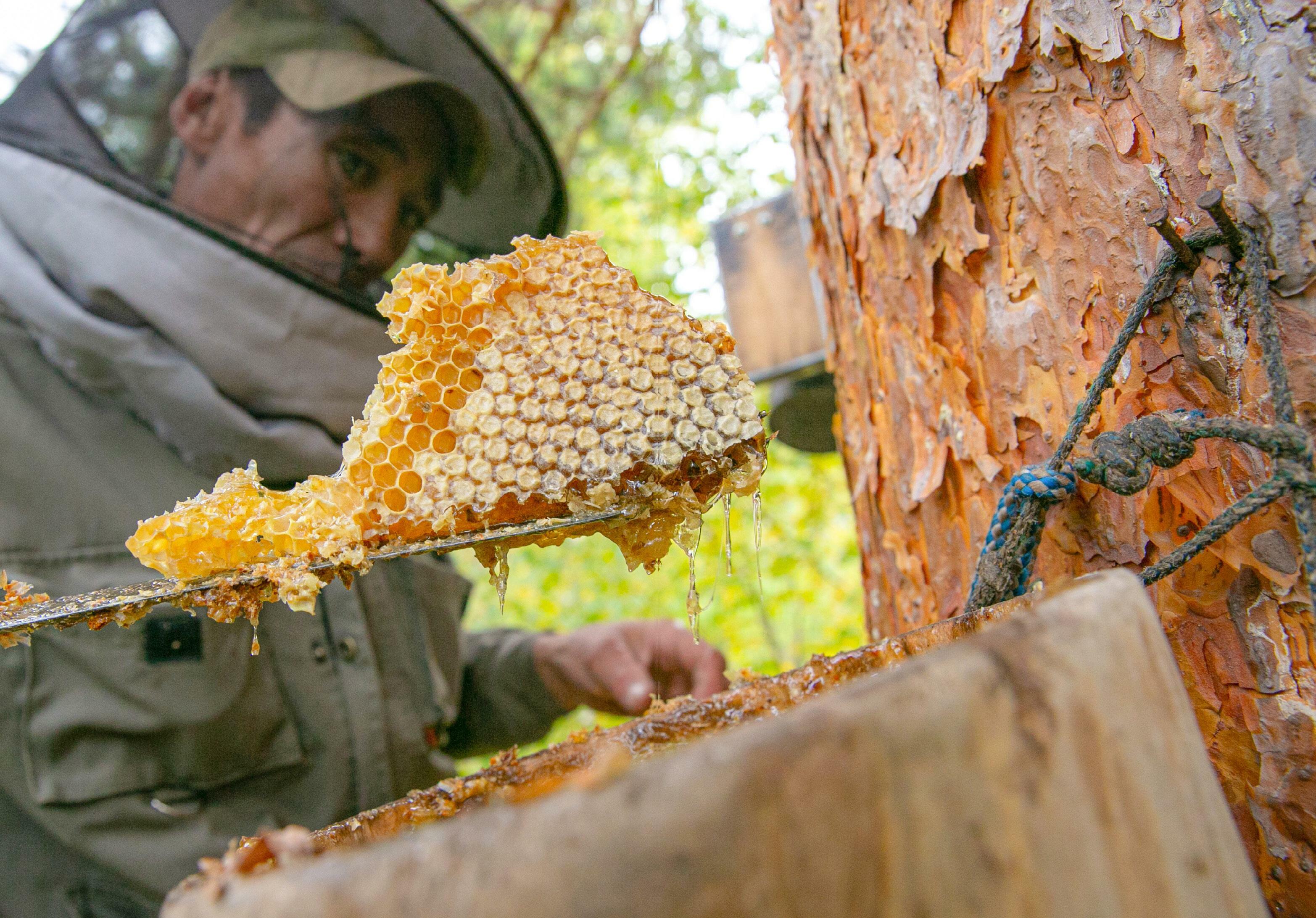 Donde reinan las abejas
