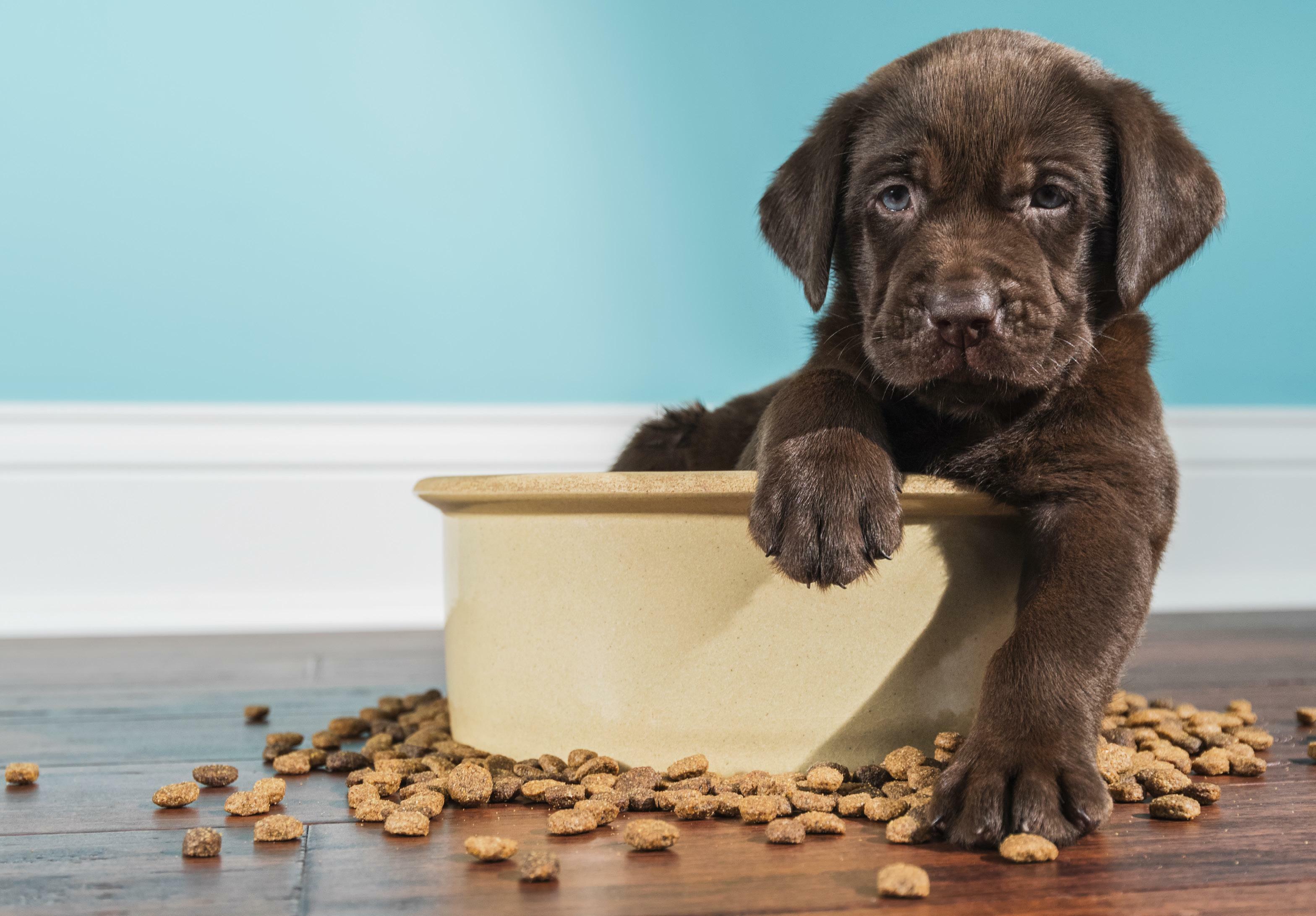 SECRETOS DE LA INDUSTRIA ALIMENTARIA DE MASCOTAS