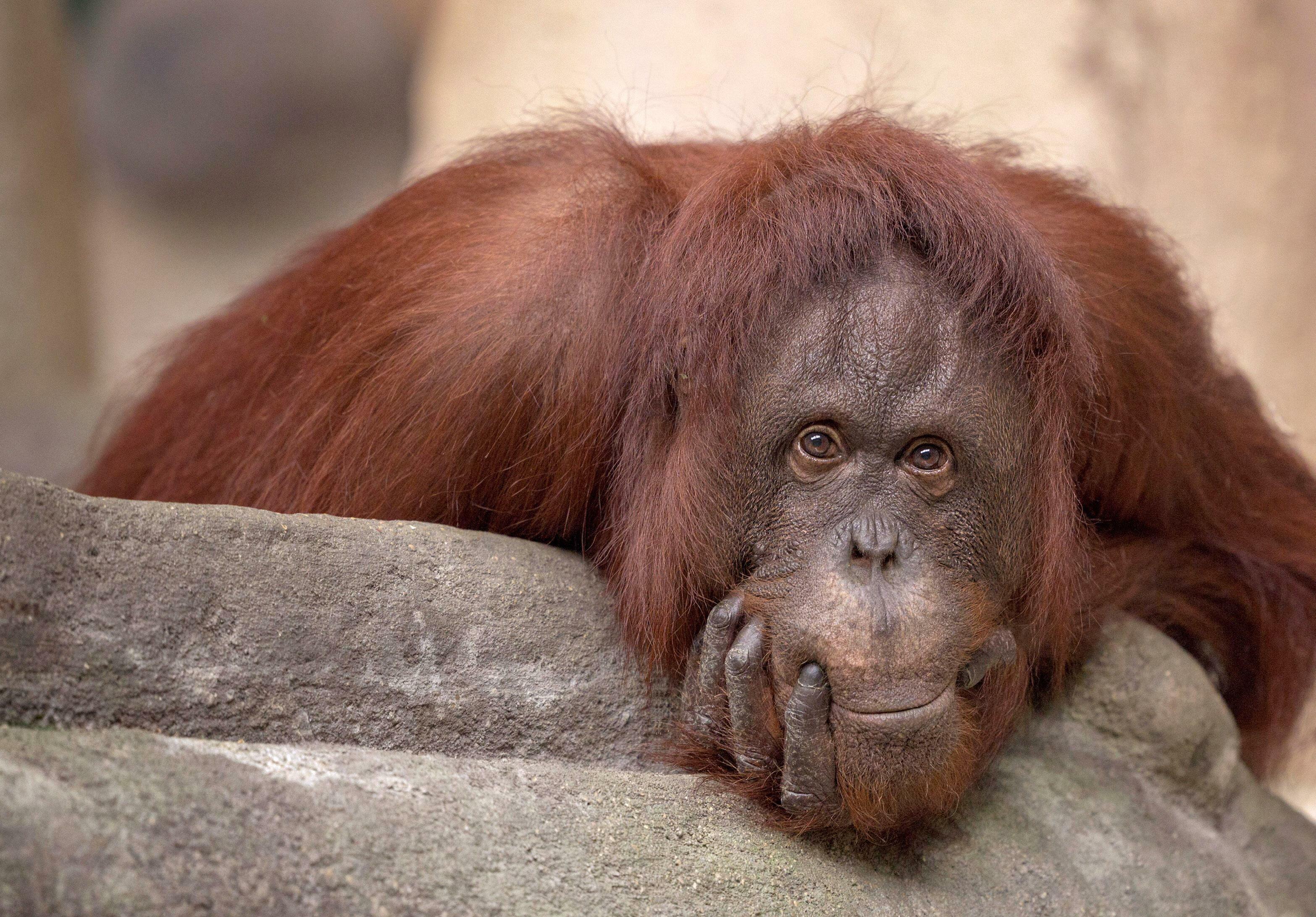 ¿Qué SIENTEN LOS ANIMALES?