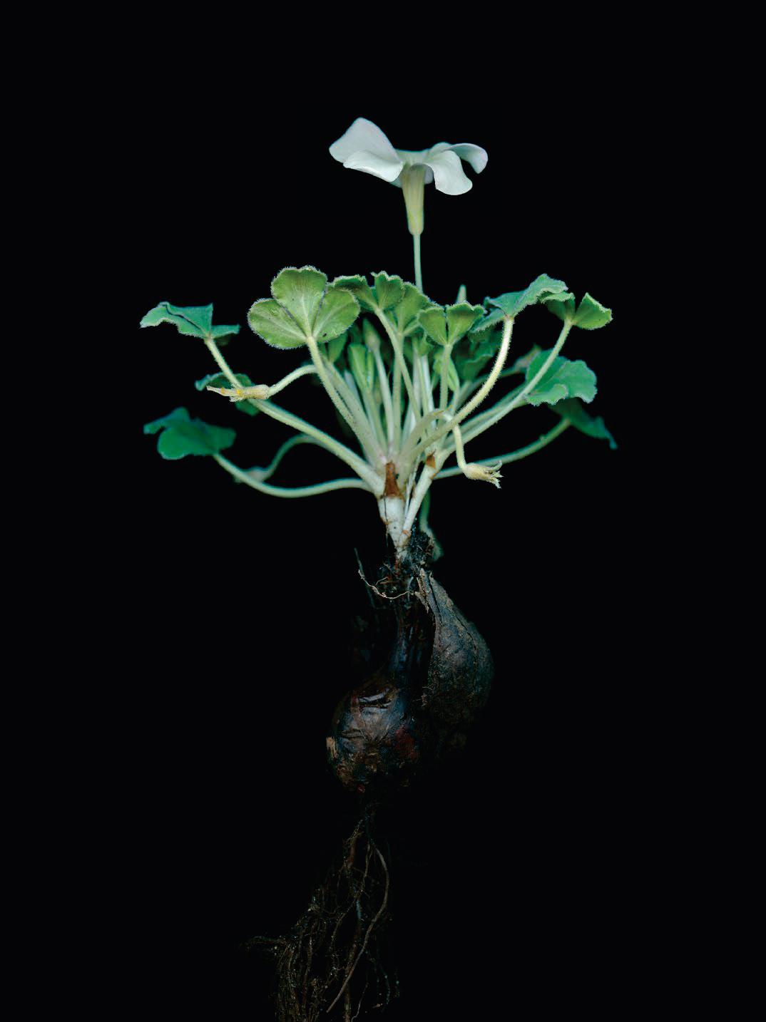 The Oxalis GENIUS