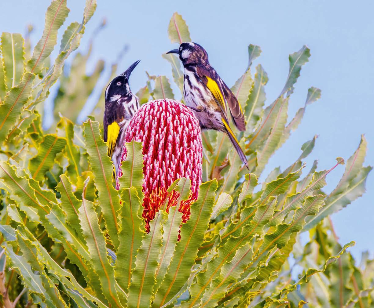 TREES FOR THE BIRDS