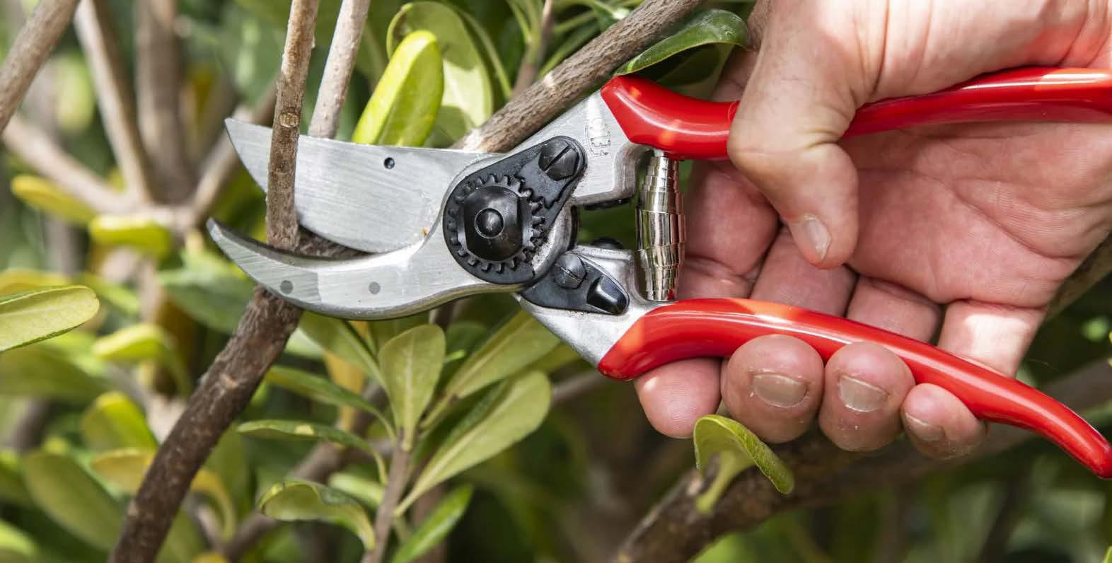 PRUNING TREES