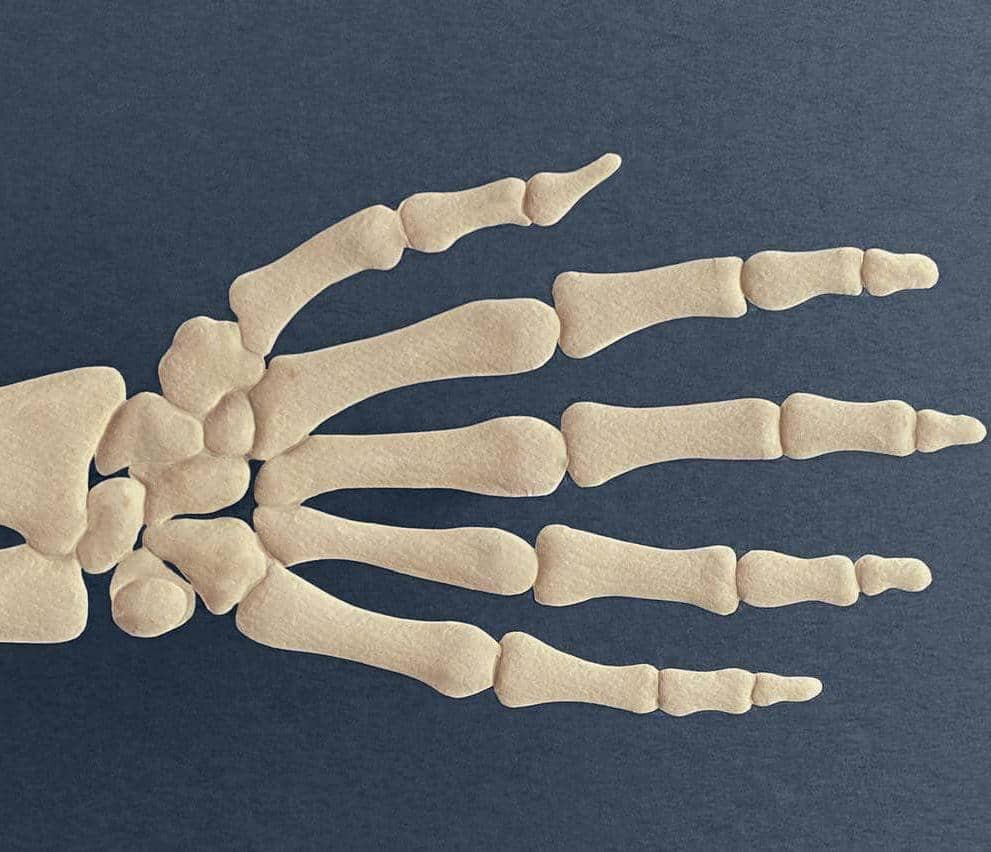 Meet Your Hands