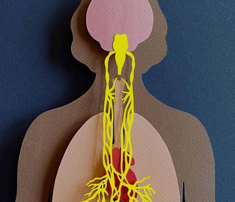 Meet Your Vagus Nerve