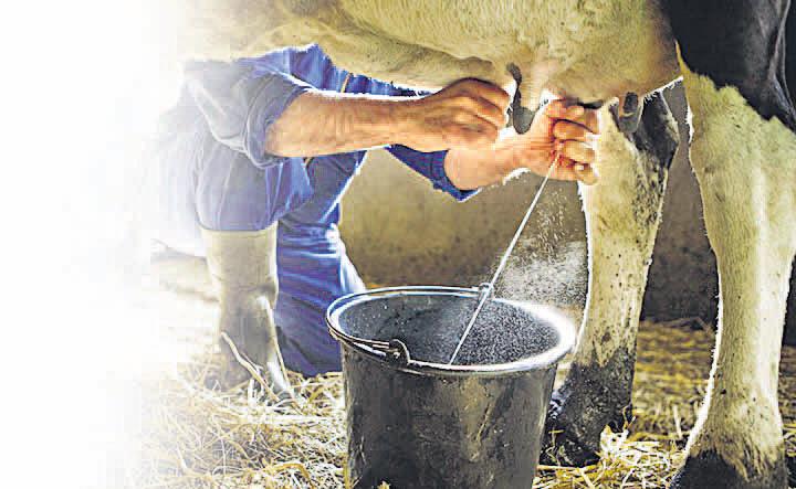 भीषण गर्मी से तनाव में पशु, दूध उत्पादन घटा